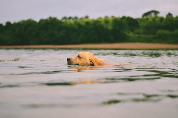 Do Dogs Know How to Swim - Cheap Surf Gear