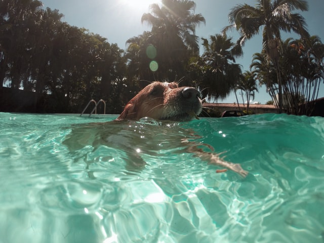 Floating Toys for Your Water-Loving Dog