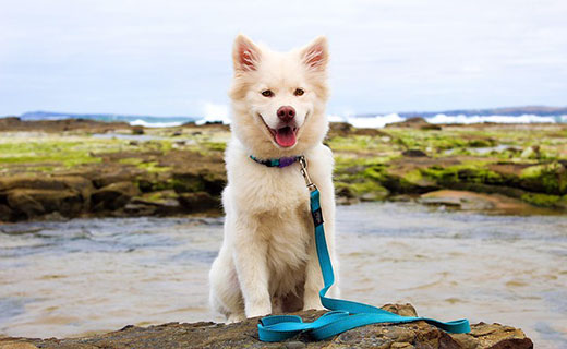 Dog beach outlet accessories